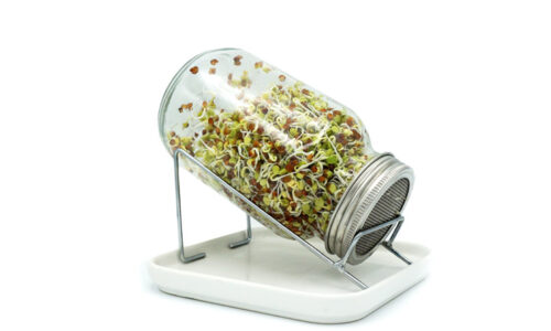 Sprouts in a Jar